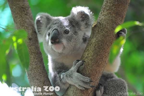 Australia zoo coupons
