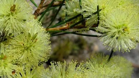 Currimundi Lake Conservation Park