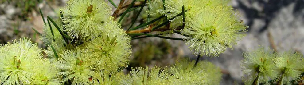 Currimundi Lake Conservation Park