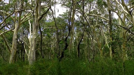 Mooloolah River National Park