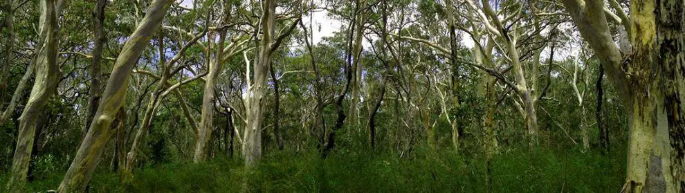 Mooloolah River National Park