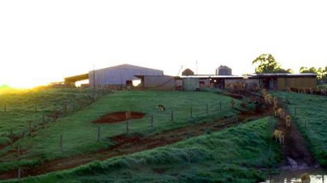 Maleny Dairies