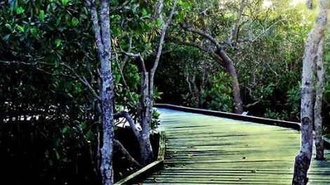 Maroochy Wetland Sanctuary