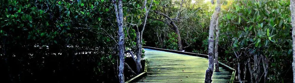 Maroochy Wetland Sanctuary