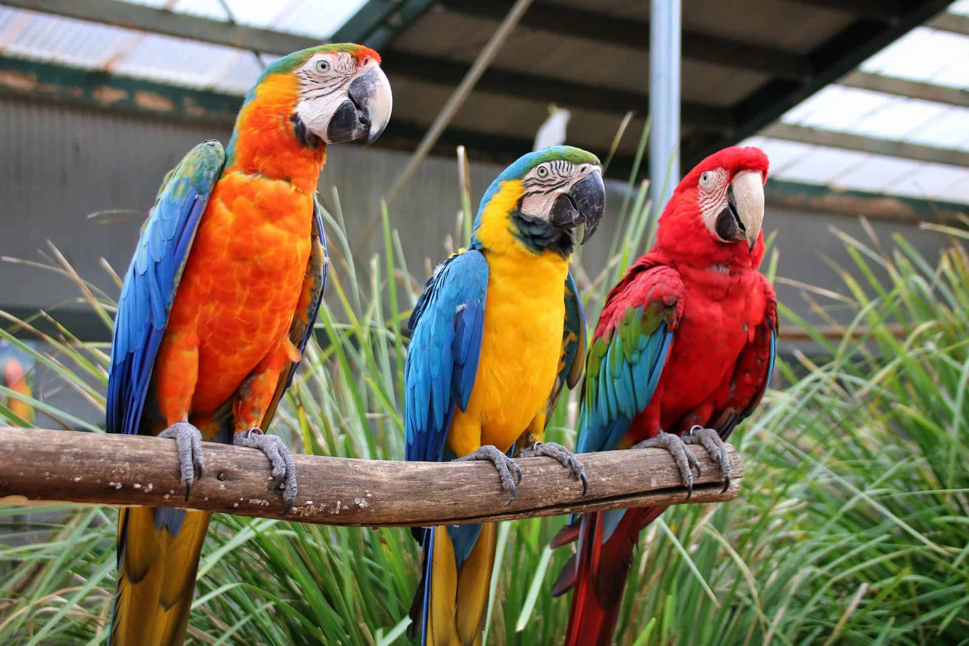 maleny botanic gardens aviary tour