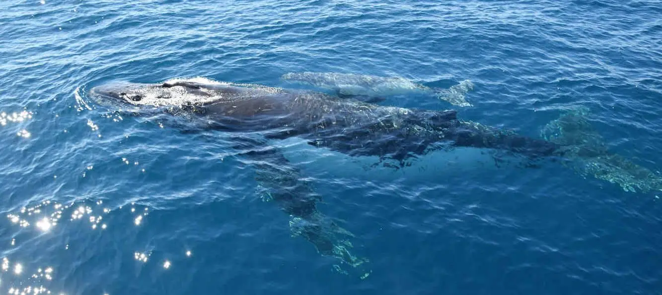 Sunshine Coast Whale Watching - Day Tours & Cruises, Qld