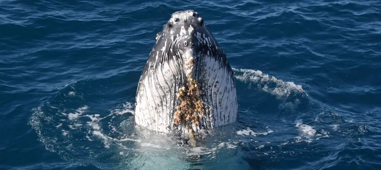 Sunshine Coast Whale Watching - Day Tours & Cruises, Qld