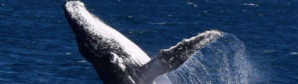 Sunshine Coast Whale Watching - Day Tours & Cruises, Qld