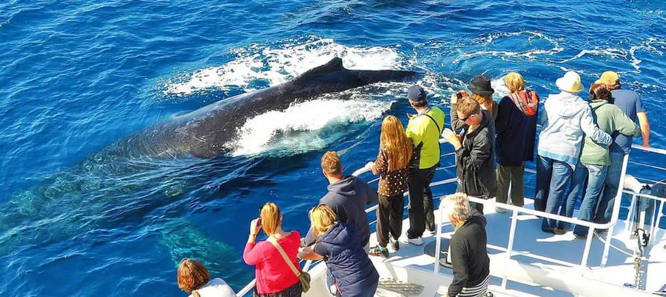 Sunshine Coast Whale Watching - Day Tours & Cruises, Qld