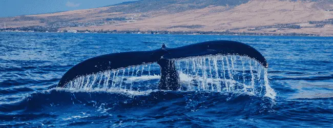 Must-visit Spots For Whale Lovers In Australia