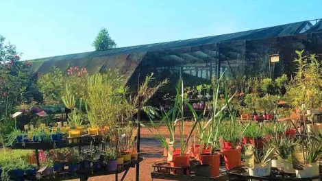 Fairhill Native Plants And Botanic Gardens
