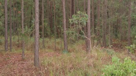 Glass House Mountains Conservation Park