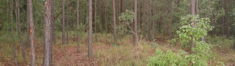 Glass House Mountains Conservation Park