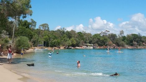 Noosa Spit Dog Beach