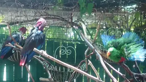 Parrots In Paradise