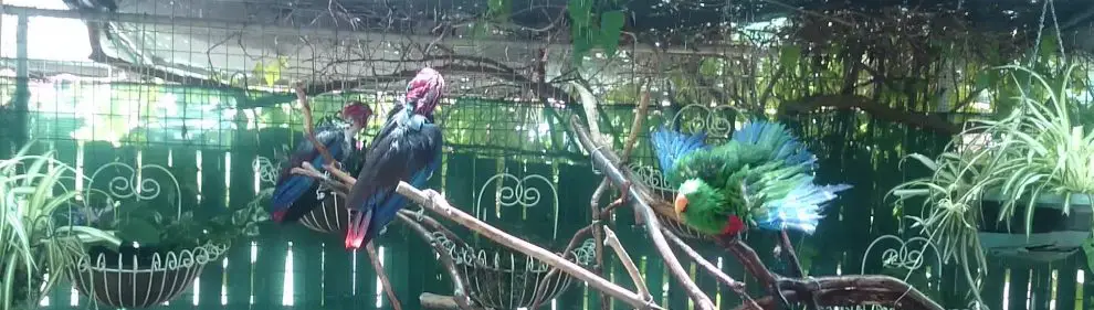 parrots in paradise tours